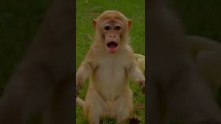 Funny Monkey Banana Dance 🍌🐵 | Kids Cartoon Short | Lkg Nursery Rhyme