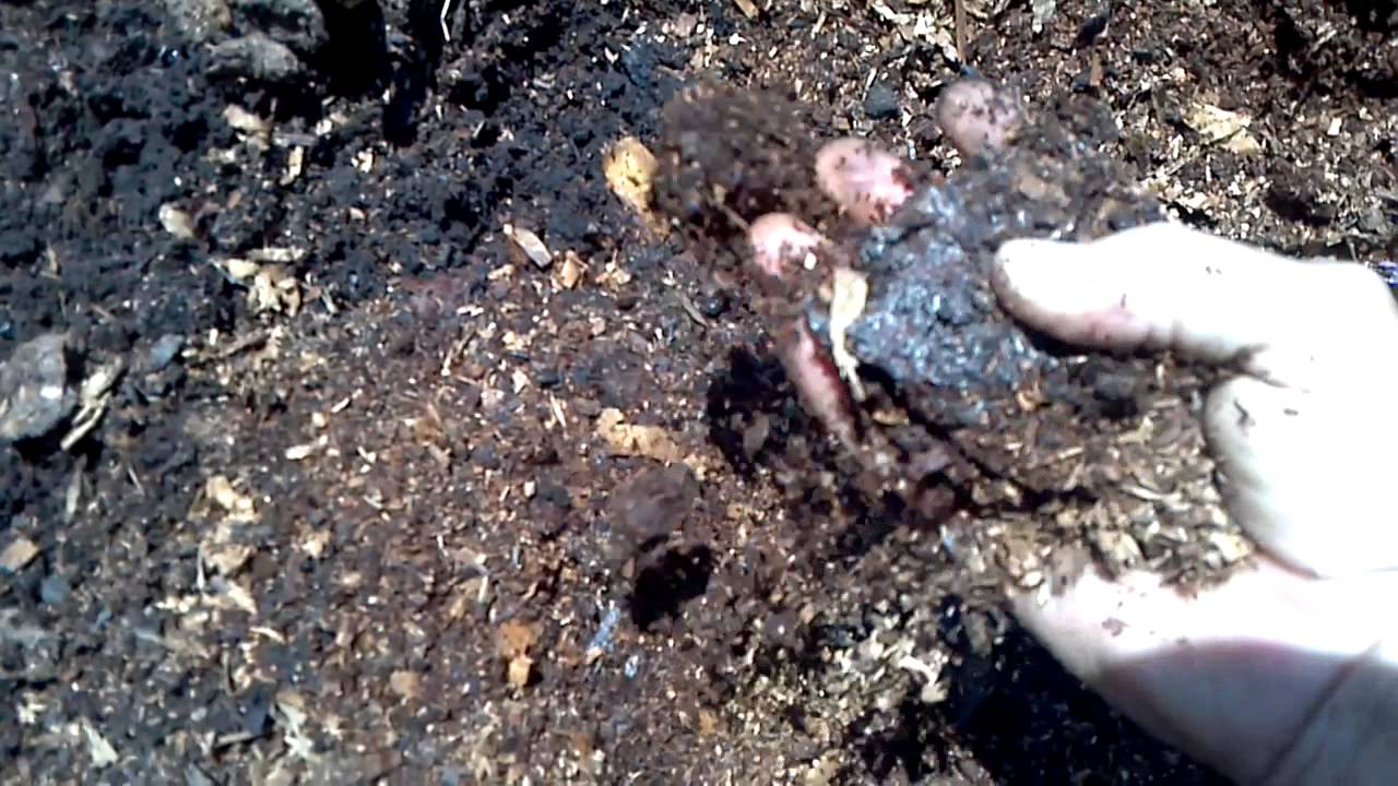 Composted Horse Manure YouTube