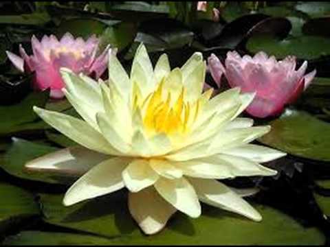 ดนตรีไทยเดิมบรรเลงเพื่อทำสมาธิและปฎิบัติธรรม เพลงเขมรเขียว