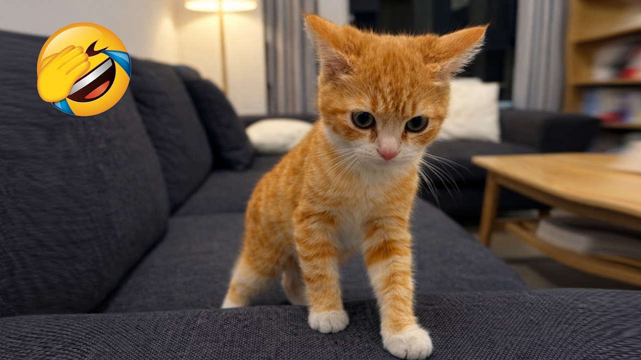 Try Not To Laugh 😂 Funniest Pets of 2026 😹🐶 Part 18