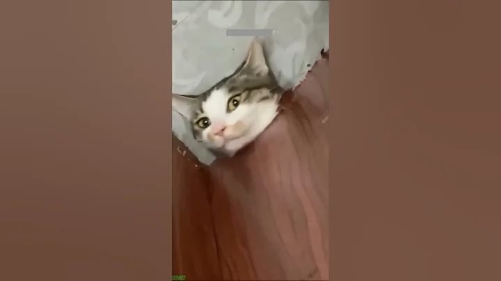 Watch the video about Cute Cats 🙀 #funny 🐈‍⬛ #mewmew Episode 8481