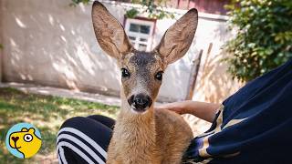 Woman Saved Tiny Deer. Now He Follows Her 24/7