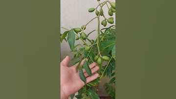 Giao lưu ae cặp cóc chua rừng đã ghép Thái đang có trái chơi tết ae thích lh zalo 0337375453