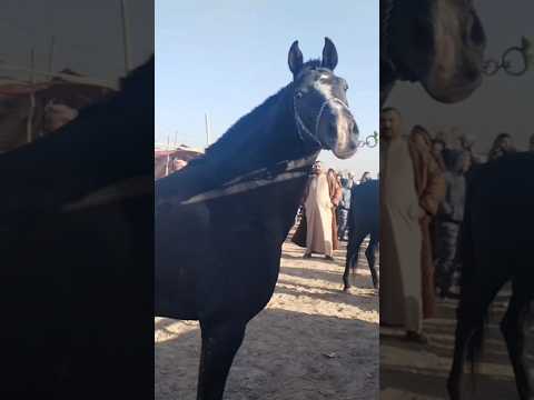 الحصان العربي مشهد ساحر ترويض خيول خيول عربية حصان أصيل خيول العراق السعودية قطر مصر لبنان