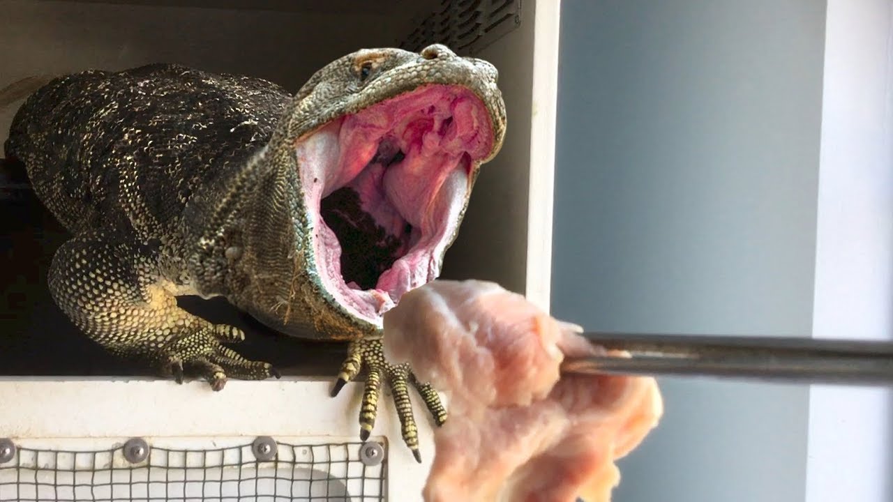 Feeding Chunks Of Meat To Komodo Dragon sized Lizard YouTube feeding-chunks-of-meat-to-komodo-dragon-sized-lizard-youtube