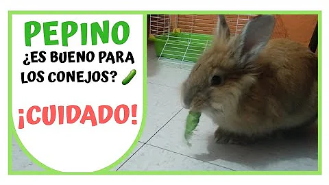 ¿Pueden los conejos comer cáscaras de pepino?