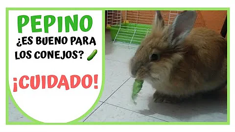 ¿Les gustan los pepinos a los conejos?