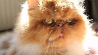 Max Cat - smushed face cat