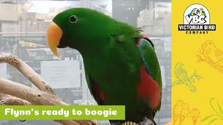Flynn the Eclectus | Victorian Bird Co Ferntree Gully