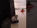 ALONE AGAINST THE FLOOD: Rescuing the Scared Cat Stranded on a Log!
