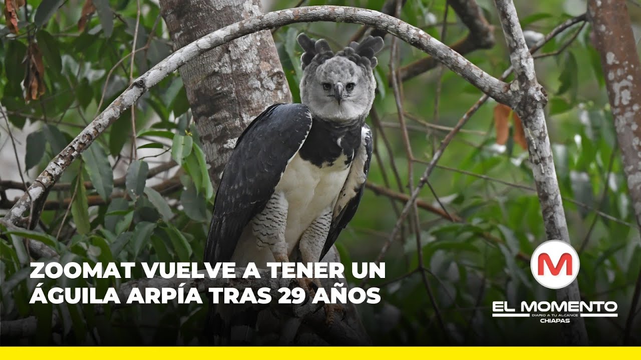 ZooMAT vuelve a tener un águila arpía tras 29 años
