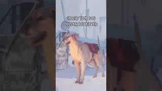 Choose your dog