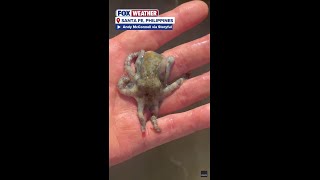 A Man Holds The Deadliest Octopus In The World