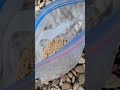 Extracting Iron From Cereal