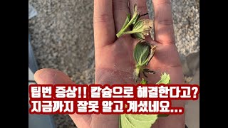 딸기 팁번 이유와 해결 방법 공개!! 자연이팜 딸기농장에는 팁번이 없는 이유