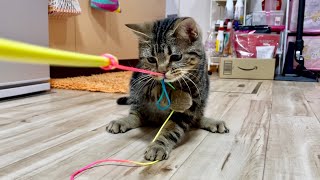猫と綱引きで力くらべをしてみた結果w