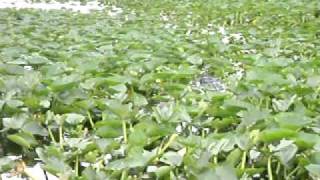 Disney 430 - Crocodilo.AVI