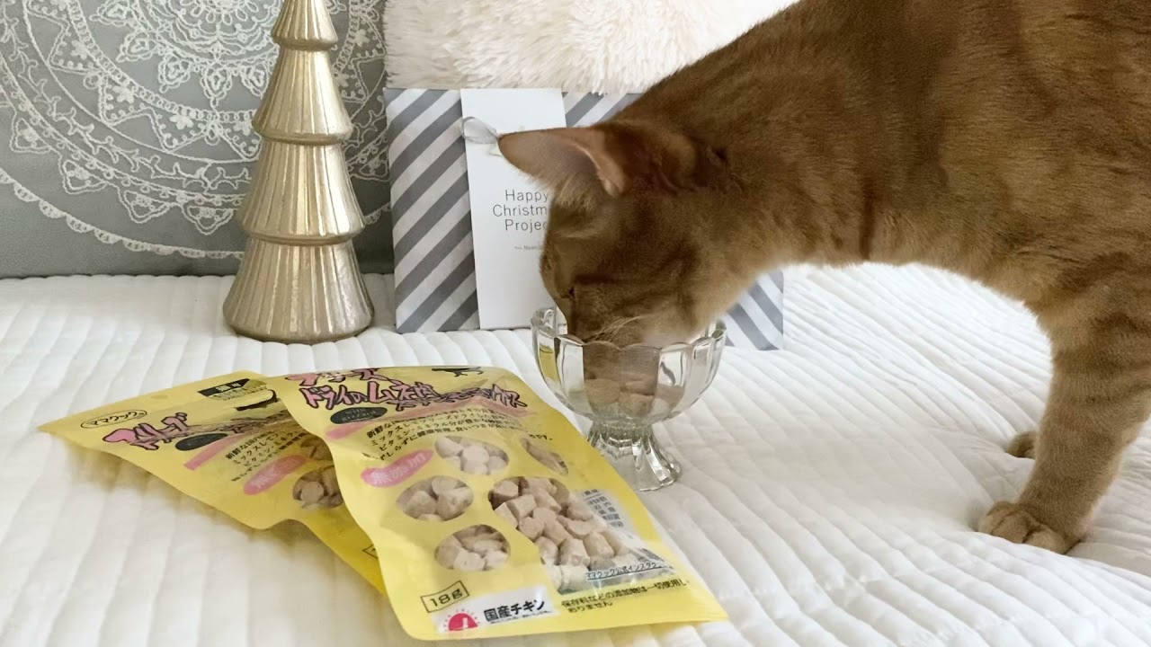 送料関税無料 猫と動物たちのクリスマスカード ポーリン シーワート クリスマスツリーの運び屋さん Ccps Sn