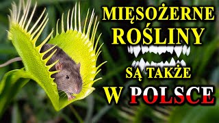 Rośliny, Które Polują na Owady, Płazy, a Nawet Ssaki