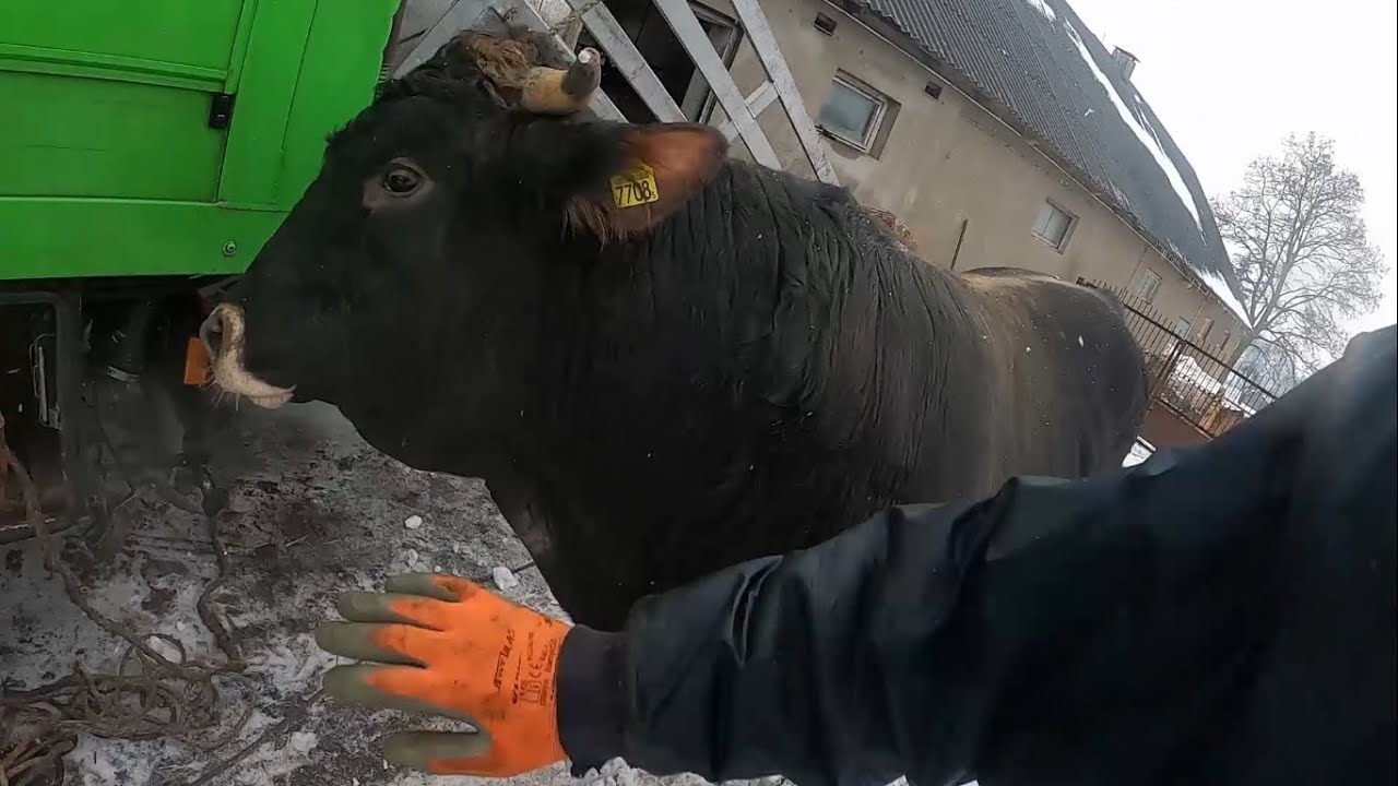 Sprzedaż bydła || Chyba dobrze się wybiły :D || Załadunek na ciężarówkę