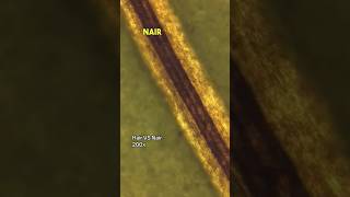 Nair VS Hair Under the Microscope 🔬 #foryou #microscope #science