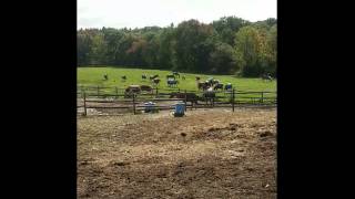 Trip to stowe farm