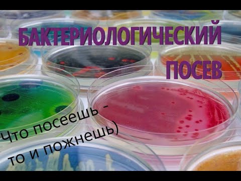 Видео: Как се трансформират бактериите в лаборатория?