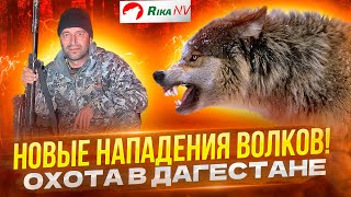 Нападение волков на равнине! Охота в Дагестане с Магомедом. Защитили фермеров от стаи волков.