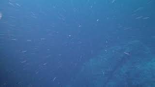 Marine snow | Wikipedia audio article