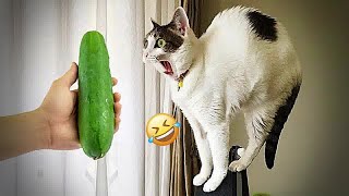 😻😹 So Funny! Funniest Cats and Dogs 2024 😻😍 Funny Animal Videos #14