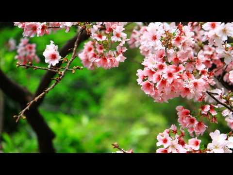 ADEL KHAN GHABIZAI FULL HD1080p 