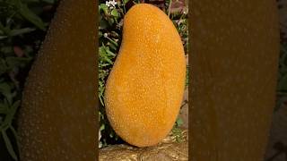 king of fruits 🧑🌾🌳🥭#testy #mango #farming #asmr #king #fruit #shorts #agriculture #automobile #me