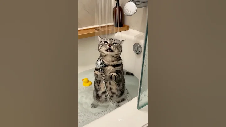 Video 11807351: bath, cat