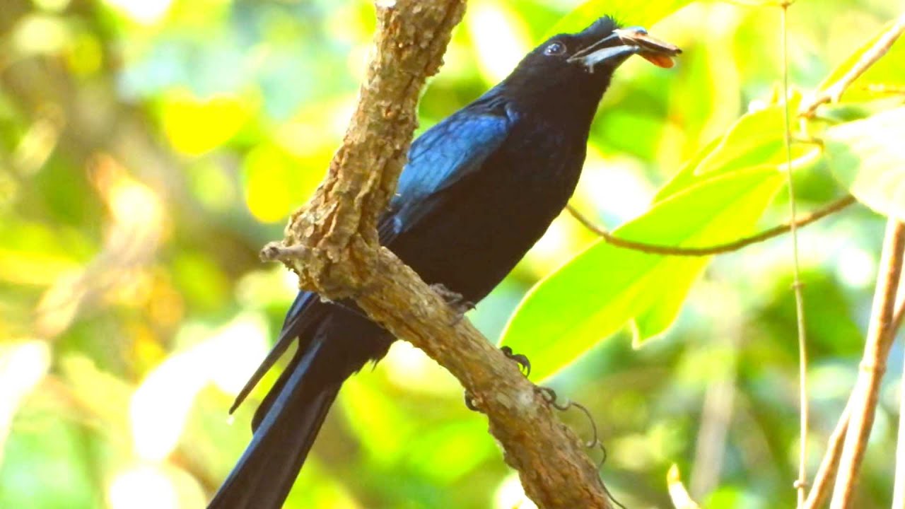 Top Beautiful Birds, Cute Black Bird Perches and Sings a Beautiful Jungle Song