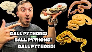 YOU'VE NEVER SEEN BALL PYTHONS LIKE THIS! Profile