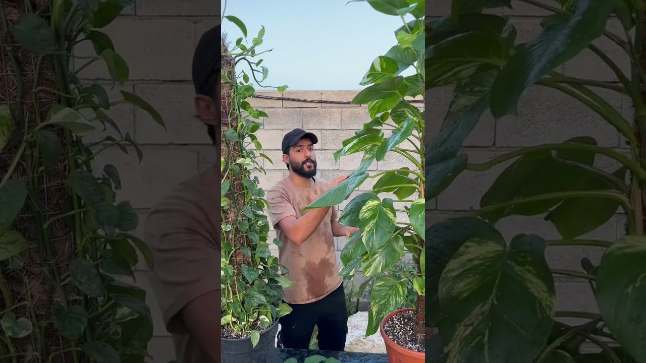 سبب صغر أوراق لبلاب وطريقة العناية بي