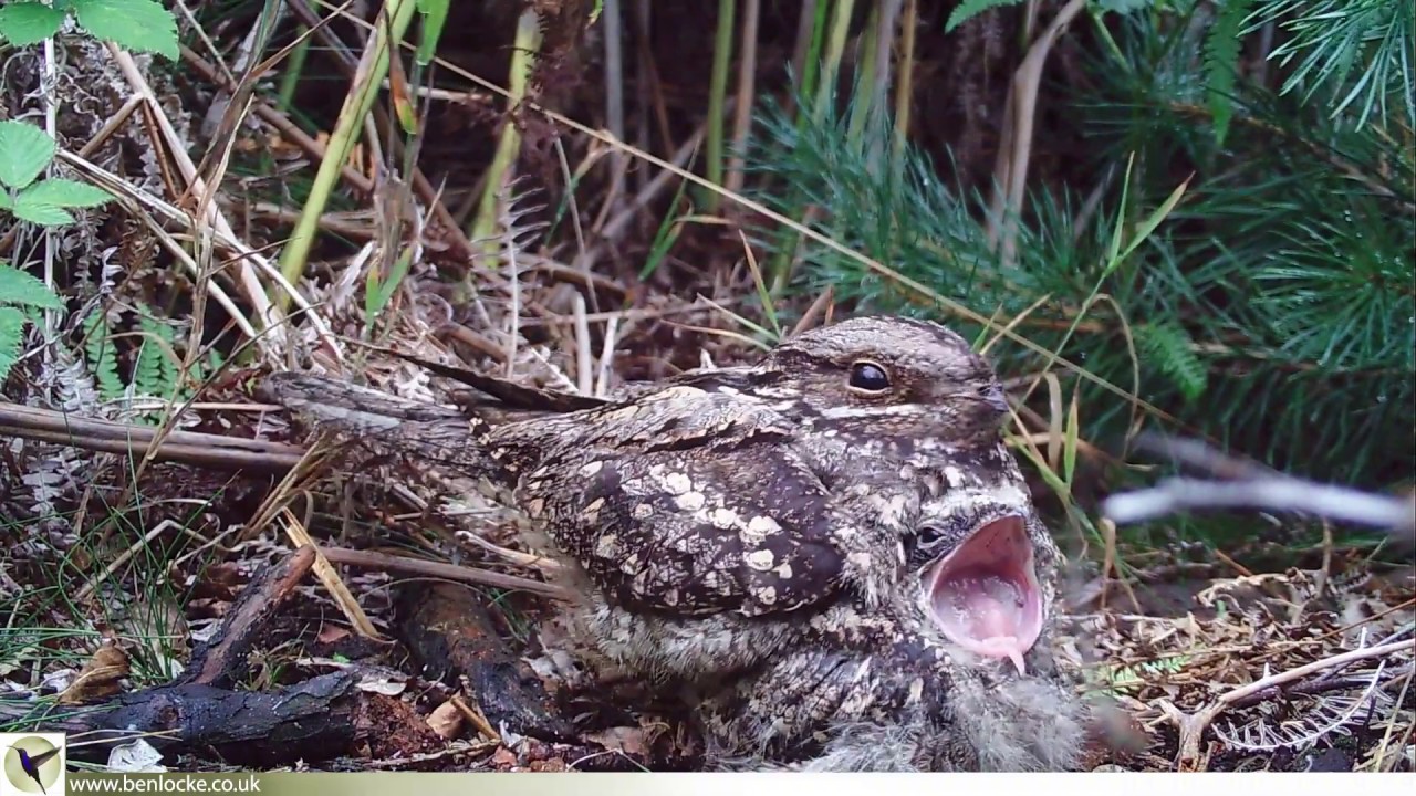 NIghtjar & chick