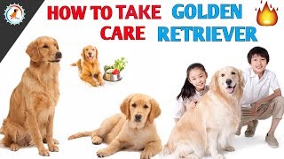 How To Maintain Golden Retriever / In Hindi / How to Maintain Golden Retriever health and body