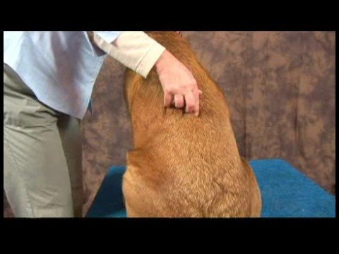 acupressure-for-arthritic-dogs-:-dog-acupressure-point-bladder-23