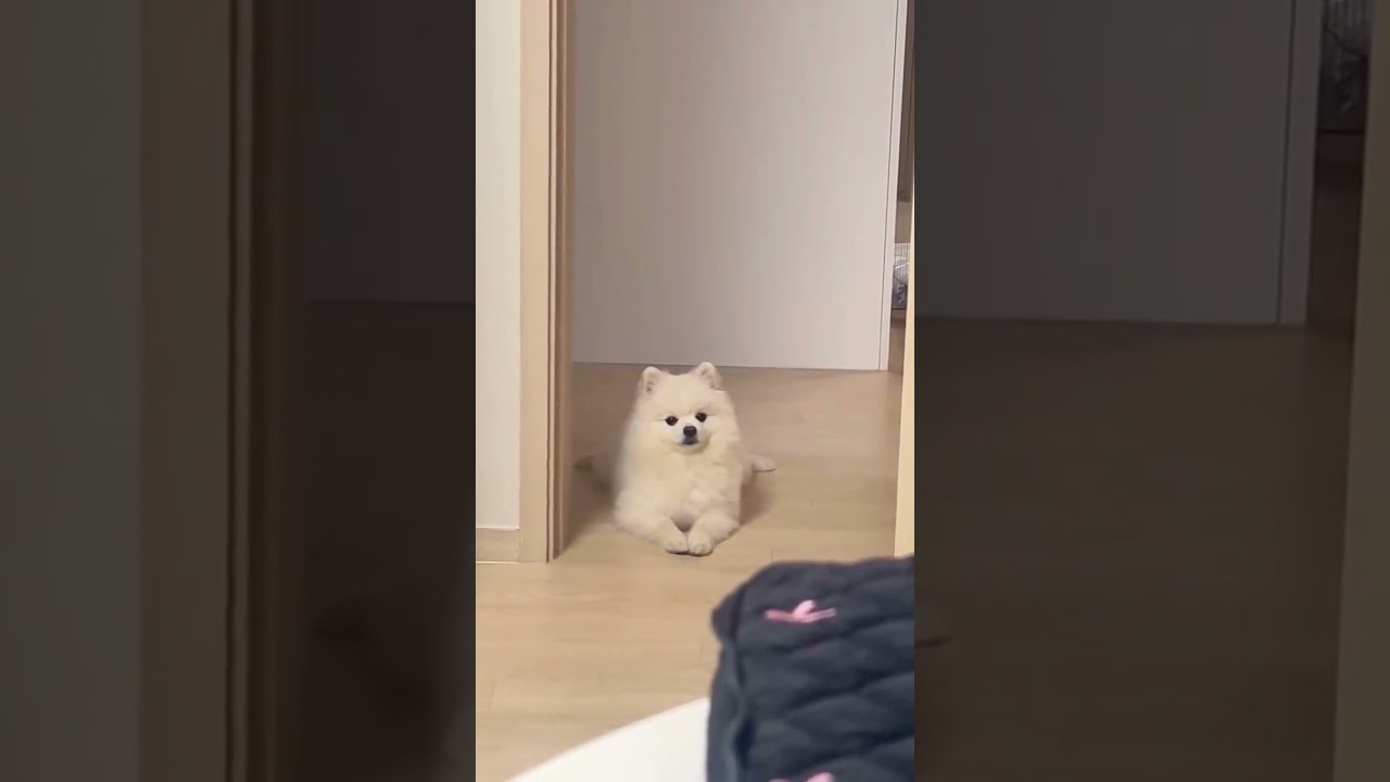 Very obedient. If he is not allowed to enter the room, he will sleep at the door every night.Po