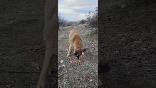 28 Ocak 2026 I Öpek