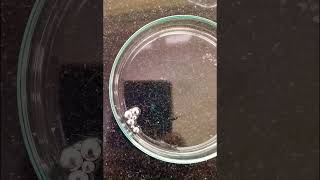 Doing Something Weird With Mercury Metal #shorts