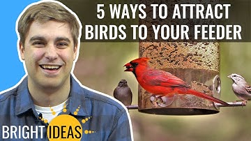 5 strategieën om vogels naar uw voederbak en tuin te lokken - Bright Ideas: Aflevering 13