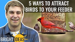 5 Strategies to Attract Birds to Your Bird Feeder and Yard - Bright Ideas: Episode 13