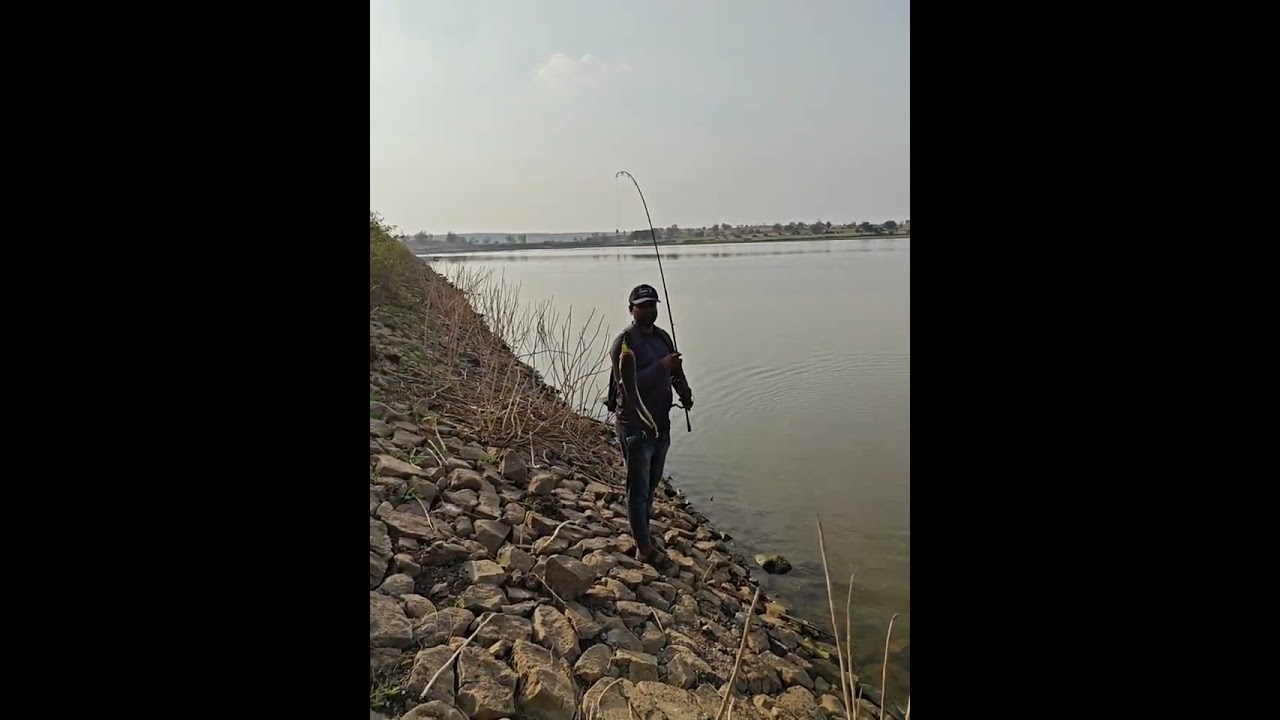 Nice fish catch | snakehead fish hunting | fisherman fishing Murral fish