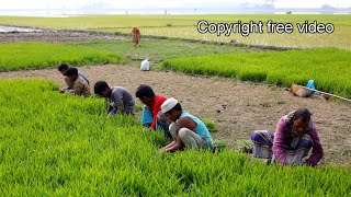 Farmers are working on harvesting rice seeds. This video is copyright free for you.