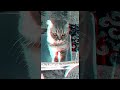 #shorts Кот Лолита Норрис - Вот это удар!