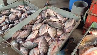 Fish Market in Bangladesh | Cheapest fish market in Bangladesh  | Fish Selling Market