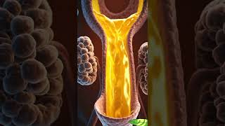 UrinarySystem Explained in Hindi | Kidney, Bladder &amp; Urine Process#shortvideo#shortsviral#shorts#ai