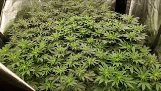 WK2📝 @hempwithgg @vikingking187 @NUGGY-420-A.D.E.D @happycultivator @indoorpromisedland